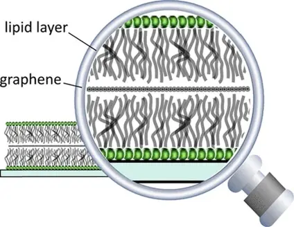 Assembly of Lipid-Graphene Heterostructures via Langmuir-Blodgett Deposition